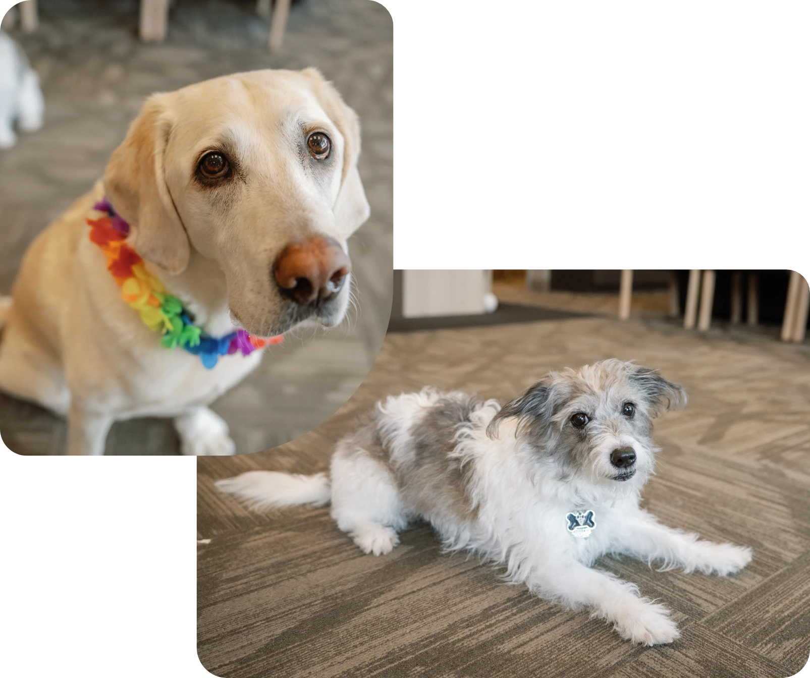 2 dogs you will find at Bilan Chiropractic, Loo and Franklin
